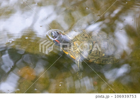 Turtles exhibit in water at Reptile Garden Tortuga Falls Rapid City South Dakota 106939753