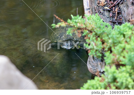 Turtles exhibit in water at Reptile Garden Tortuga Falls Rapid City South Dakota 106939757