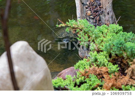 Turtles exhibit in water at Reptile Garden Tortuga Falls Rapid City South Dakota 106939758