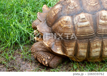 Close up of giant tortoise At The Reptile Gardens Tortuga Falls Rapid City South Dakota Close up of giant tortoise At The Reptile Gardens Tortuga Falls Rapid City South Dakota 106939762