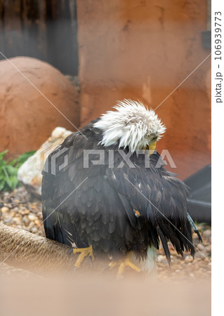 Bald Eagle at Reptile Garden Tortuga Falls Rapid City South Dakota thru Glass 106939773