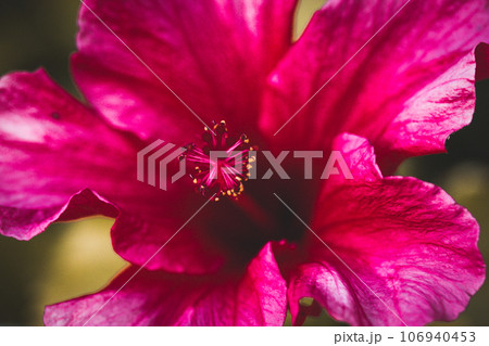 Hibiscus tree pink. Large pink bud Chinese rose on a green background in a spring garden. A beautiful fragrant flower from within with delicate petals pistils stamens. Macro photos of nature and plant 106940453