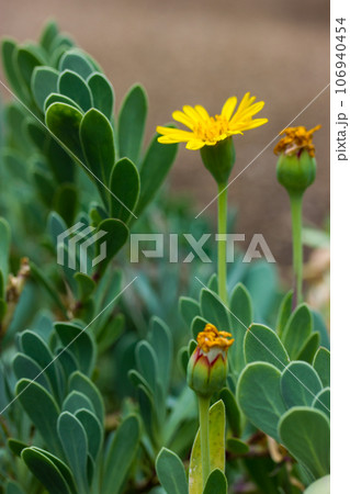 Othonna cheirifolia. Barbary ragweed in flower in full bloom in spring garden. Bright yellow flowers and green fresh leaves. Succulent or subsucculent perennial herbs, shrubs, plants are blooming. Othonna cheirifolia. Barbary ragweed in flower in full bloom in spring garden. Bright yellow flowers and green fresh leaves. Succulent or subsucculent perennial herbs, shrubs, plants are blooming. 106940454
