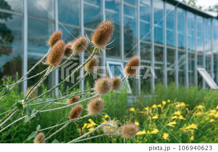 dry teasel inflorescences in a flower garden against the background of the greenhouse wall 106940623