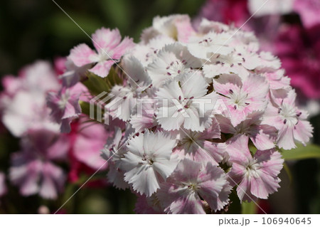 美女ナデシコの花 106940645