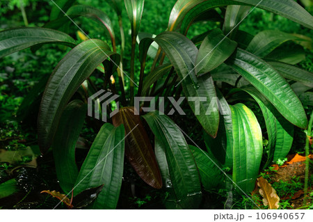 aquatic and marsh plants grow in water 106940657
