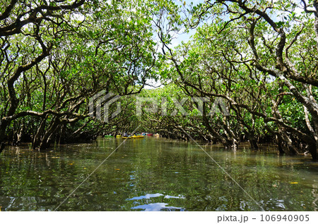 カヌーで行く世界遺産 奄美大島のマングローブ原生林, 奄美市, 鹿児島県, 日本 106940905