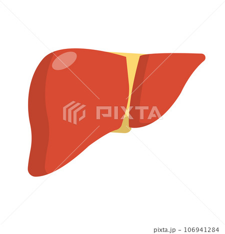 肝臓 106941284