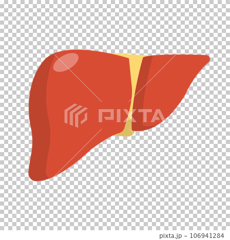 肝臓 106941284