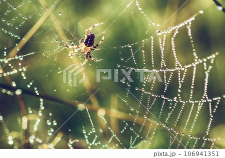 Large spider in the web 106941351