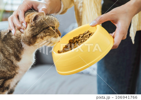 Young asian woman hand petting a cat head and feeding food at home in the morning. hungry kitten shorthair cat eating delicious cat food in the bowl. Young asian woman hand petting a cat head and feeding food at home in the morning. hungry kitten shorthair cat eating delicious cat food in the bowl. 106941766