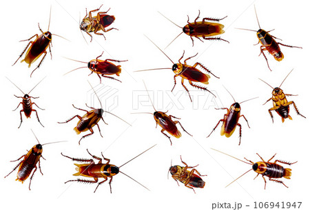 A group of cockroaches cut out. Cockroach alive and dead. A group of cockroaches cut out. Cockroach alive and dead. 106941947