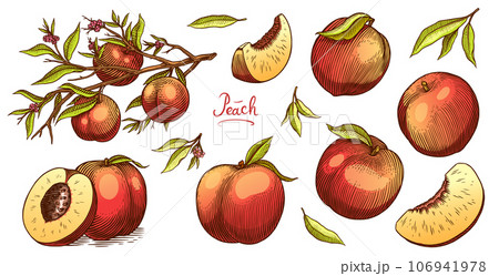 Peach and apricot in Vintage style. Slice and half and cut. Engraved Fruits. Hand drawn food. Vector 106941978