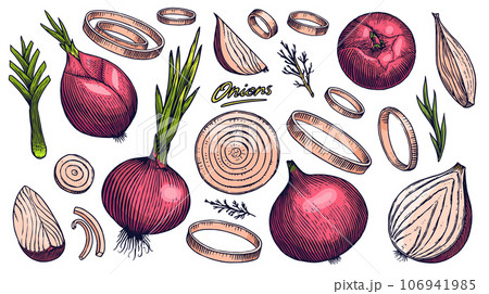 Red Onion bulb, Half cutout slice and rings. Hand drawn with ink in vintage style. Linear graphic Red Onion bulb, Half cutout slice and rings. Hand drawn with ink in vintage style. Linear graphic 106941985