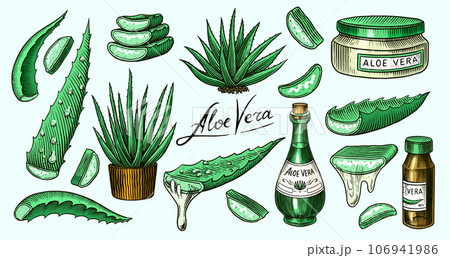 Aloe vera set. Sketch of Plant and bunch and leaves. Ingredient for herbal medicine or cosmetics 106941986