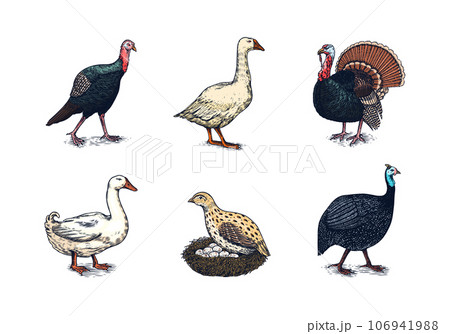 Domestic Chicken bird. Turkey, guinea fowl, goose, duck, quail. Hand drawn. Engraved Farm animal 106941988