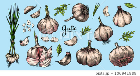 Garlic set in Vintage style. Engraved Vegetable. Hand drawn food. Vector illustration for farm 106941989