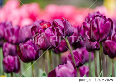 Magenta tulips spring blossoming, bokeh flower background, pastel and soft floral card, selective focus 106942029