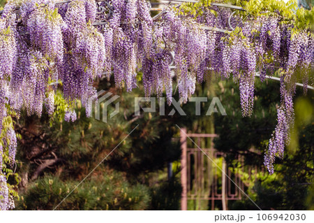 Blooming Wisteria Sinensis with classic purple flowers in full bloom in hanging racemes against a green background. Garden with wisteria in spring. 106942030