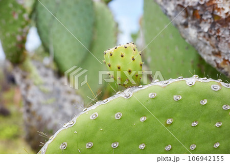 Close up photo of giant opuntia pads (Opuntia galapageia) on Santa Cruz Island, selective focus, Galapagos National Park, Ecuador. 106942155