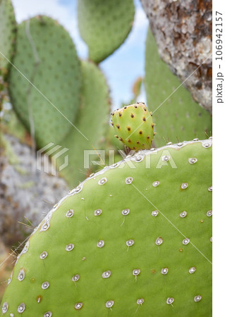 Close up photo of giant opuntia pads (Opuntia galapageia) on Santa Cruz Island, selective focus, Galapagos National Park, Ecuador. Close up photo of giant opuntia pads (Opuntia galapageia) on Santa Cruz Island, selective focus, Galapagos National Park, Ecuador. 106942157