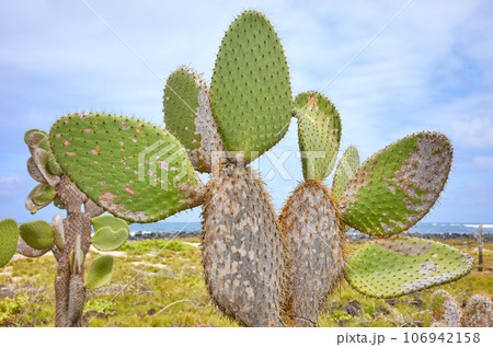 Close up photo of giant opuntia pads (Opuntia galapageia) on Santa Cruz Island, selective focus, Galapagos National Park, Ecuador. 106942158