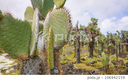 Close up photo of giant opuntia pads (Opuntia galapageia) on Santa Cruz Island, selective focus, Galapagos National Park, Ecuador. 106942159