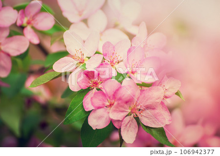 Apple tree flower Apple tree flower 106942377