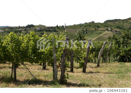 overview of the vineyards overview of the vineyards 106943161