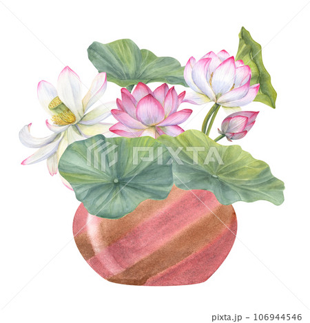 Floral composition of blooming lotuses in ceramic flowerpot. Water lily, buds and green leaves, ceramic vase. Interior decor, design element. Watercolor illustration Floral composition of blooming lotuses in ceramic flowerpot. Water lily, buds and green leaves, ceramic vase. Interior decor, design element. Watercolor illustration 106944546