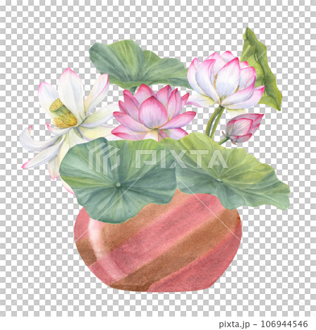 Floral composition of blooming lotuses in ceramic flowerpot. Water lily, buds and green leaves, ceramic vase. Interior decor, design element. Watercolor illustration Floral composition of blooming lotuses in ceramic flowerpot. Water lily, buds and green leaves, ceramic vase. Interior decor, design element. Watercolor illustration 106944546