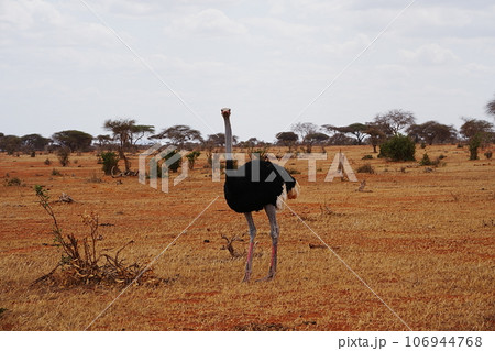 Male Masai Ostrich on african savanna at Tsavo East National Park in Kenya 106944768