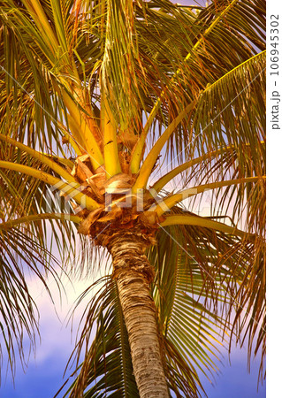Below view of a palm tree branches and leaves outside at sunset during summer vacation and holiday abroad and overseas. Low angle view of coconut plant growing in tropical environment in the evening Below view of a palm tree branches and leaves outside at sunset during summer vacation and holiday abroad and overseas. Low angle view of coconut plant growing in tropical environment in the evening 106945302