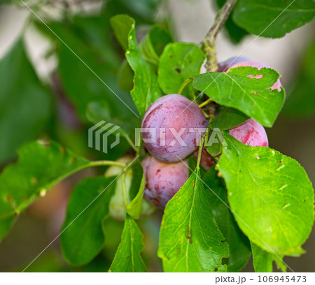 Closeup of purple plums growing on a green plum tree branch in a home garden. Texture detail of group of healthy, sweet fruit hanging from a vibrant stem in a backyard. Pitted fruits used for dessert Closeup of purple plums growing on a green plum tree branch in a home garden. Texture detail of group of healthy, sweet fruit hanging from a vibrant stem in a backyard. Pitted fruits used for dessert 106945473