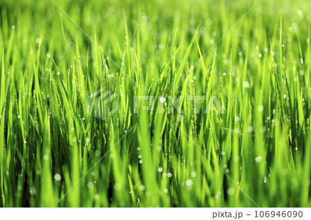 朝露で光る稲穂 106946090