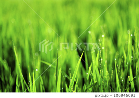 朝露で光る稲穂 106946093
