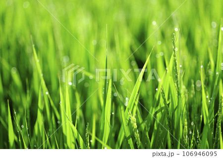 朝露で光る稲穂 朝露で光る稲穂 106946095