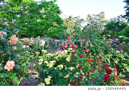 寺尾中央公園のバラ（新潟県） 106946449