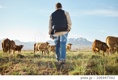 Man, farm and herd of animals in the countryside for agriculture, travel or natural environment. Male farmer walking on grass field with livestock, cattle or cows for nature, growth or sustainability Man, farm and herd of animals in the countryside for agriculture, travel or natural environment. Male farmer walking on grass field with livestock, cattle or cows for nature, growth or sustainability 106947382