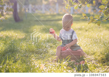 Beautiful Toddler and autumn harvest of apples. Child boy and basket of ripe red apples in garden close-up and copy space... 106947383