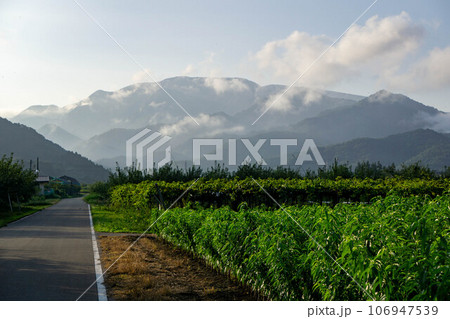果樹園の間縫うように走る農道 106947539