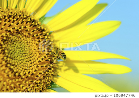 夏の花 ひまわり 夏の花 ひまわり 106947746