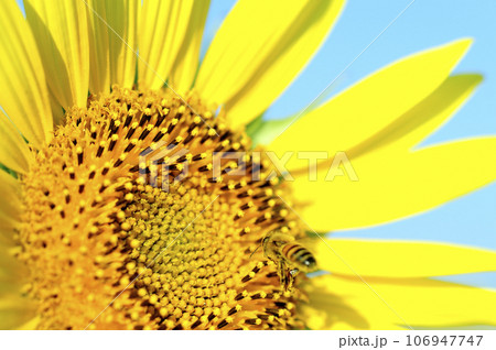 夏の花 ひまわり 夏の花 ひまわり 106947747