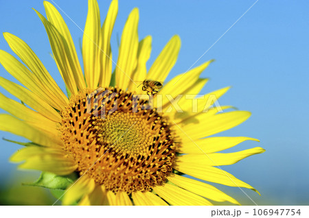 夏の花 ひまわり 夏の花 ひまわり 106947754