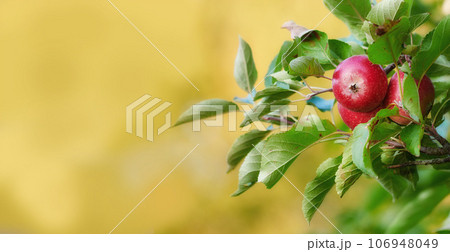 Mockup banner, fruit and apple on trees in farm for agriculture, orchard farming and harvesting. Nature, sustainability and closeup of red apples growing for organic, healthy and natural produce 106948049