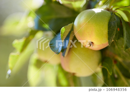 Fruit, farm and apple on trees for agriculture, orchard farming and harvesting in nature. Countryside, sustainability and closeup of green apples on branch for organic, healthy and natural produce 106948356