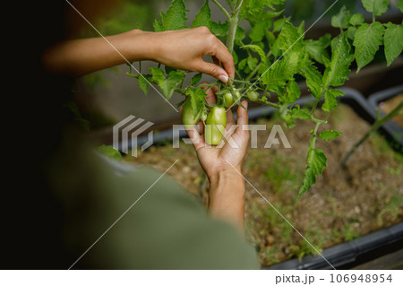 Close up of female farmer taking care of tomato plants in vegetables plantation. Agriculture concept 106948954