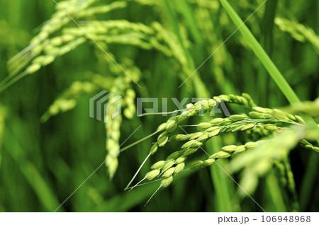 近所で見た稲穂 近所で見た稲穂 106948968