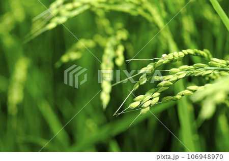 近所で見た稲穂 106948970