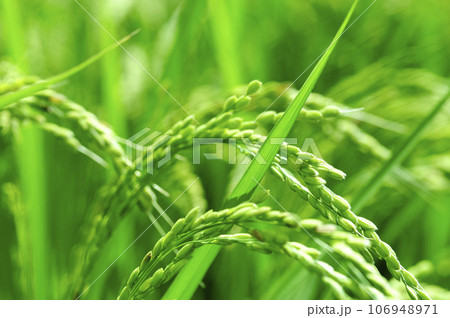 近所で見た稲穂 近所で見た稲穂 106948971